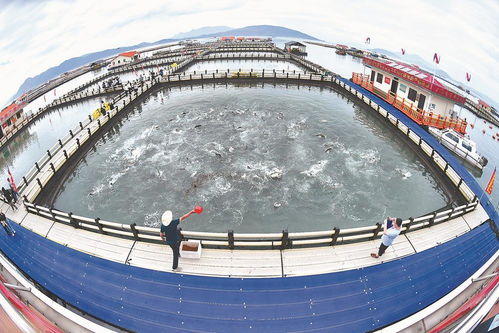 海清魚躍喜豐收 海水養殖技術研發的突破與前景