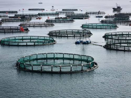 DNA編碼深海 海水養(yǎng)殖技術(shù)研發(fā)引領(lǐng)海鮮外賣新體驗(yàn)